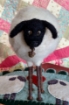 Picture of Tina's Lamb with Rusty Nail Legs - #5057