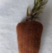 Picture of Fabric Carrot